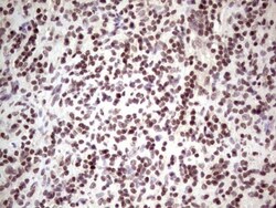 GLI4 Antibody (OTI3A9), Novus Biologicals 0.1mL; Unlabeled:Antibodies,