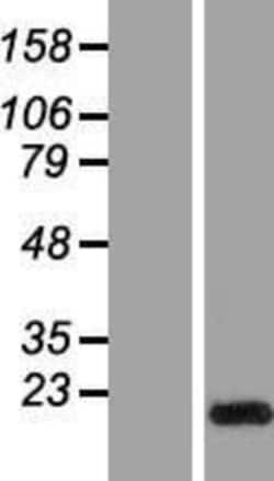 Novus Biologicals&trade;&nbsp;GLIPR2 Overexpression Lysate