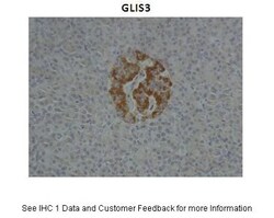 GLIS3 Antibody, Novus Biologicals 0.1mg; Unlabeled:Antibodies, Polyclonal