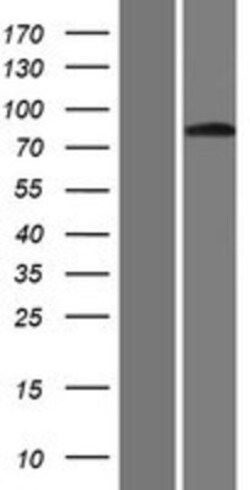 Novus Biologicals™ GLIS3 Overexpression Lysate