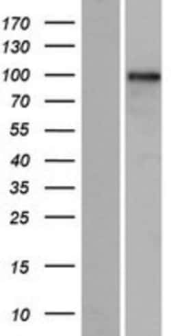Novus Biologicals&trade;&nbsp;GLIS3 Overexpression Lysate