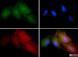 GLP-1R Antibody - BSA Free, Novus Biologicals 0.025mL; Unlabeled:Antibodies,