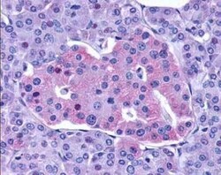 GLP-1R Antibody - BSA Free, Novus Biologicals 0.05mL; Unlabeled:Antibodies,