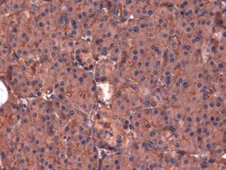 GLP-1R Antibody - BSA Free, Novus Biologicals 0.05mL; Unlabeled:Antibodies,
