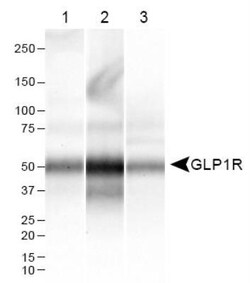 GLP-1R Antibody - BSA Free, Novus Biologicals 0.05mL; Unlabeled:Antibodies,