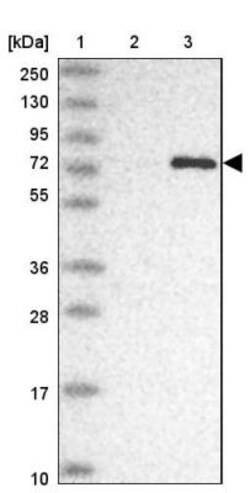 GLT25D1 Antibody, Novus Biologicals:Antibodies:Primary Antibodies