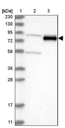 GLT25D2 Antibody, Novus Biologicals 25 &mu;L, Unconjugated:Antibodies,
