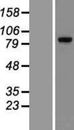 Novus Biologicals&trade;&nbsp;GR/NR3C1 Overexpression Lysate