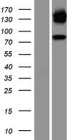 Novus Biologicals&trade;&nbsp;GR/NR3C1 Overexpression Lysate
