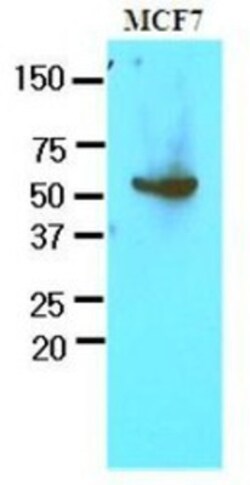 Glucose 6 Phosphate Dehydrogenase Antibody (2F6) - BSA Free, Novus Biologicals
