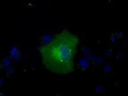 Glucose 6 phosphate isomerase Antibody (OTI2D2), Novus Biologicals 0.1mL;