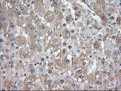 Glucose 6 phosphate isomerase Antibody (OTI2D2), Novus Biologicals 0.1mL;