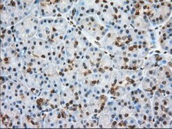 Glucose 6 phosphate isomerase Antibody (OTI2D2), Novus Biologicals 0.1mL;
