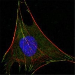 Glucose 6 phosphate isomerase Antibody (1B7D7), Novus Biologicals 0.1mL;