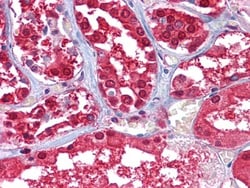 Glucose 6 phosphate isomerase Antibody (1B7D7), Novus Biologicals 0.1mL;