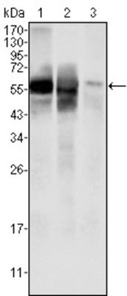 Glucose 6 phosphate isomerase Antibody (1B7D7), Novus Biologicals 0.1mL;