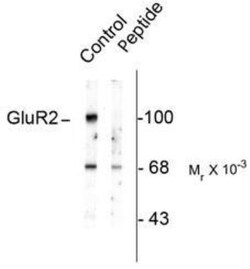 GluR2, p Ser880 Antibody, Novus Biologicals 0.1mL; Unlabeled:Antibodies,