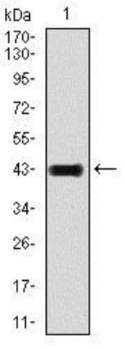 GluR2 Antibody (7G6) - BSA Free, Novus Biologicals 0.025 mL, Unlabeled:Antibodies,