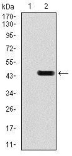 GluR2 Antibody (7G6) - BSA Free, Novus Biologicals 0.025 mL, Unlabeled:Antibodies,