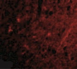 GluR5/GRIK1 Antibody - BSA Free, Novus Biologicals 0.025 mg, Unconjugated:Antibodies,