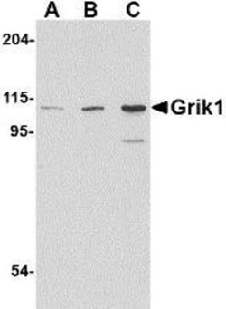 GluR5/GRIK1 Antibody - BSA Free, Novus Biologicals 0.1mg; Unlabeled:Antibodies,