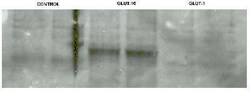 GLUT10 Antibody - BSA Free, Novus Biologicals 0.1mg; Unlabeled:Antibodies,