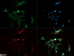 Glut1 Antibody - BSA Free, Novus Biologicals 0.1mL; Unlabeled:Anticorps,