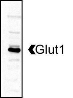 Glut1 Antibody - BSA Free, Novus Biologicals 0.1mL; Unlabeled:Anticorps,