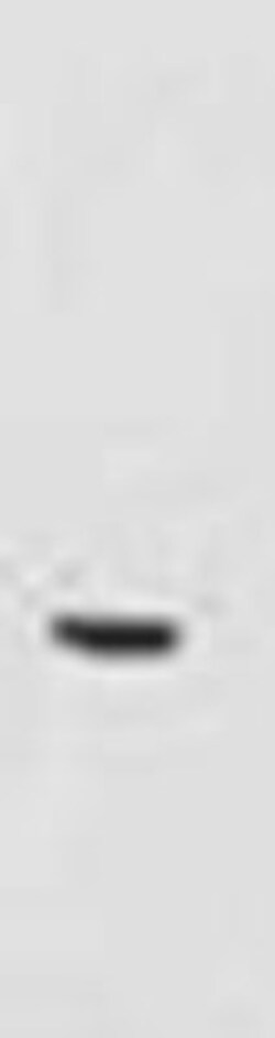 Glut1 Antibody - BSA Free, Novus Biologicals 0.1mL; Unlabeled:Anticorps,