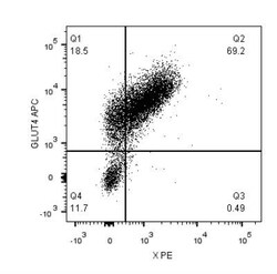 Glut4 Antibody - BSA Free, Novus Biologicals:Antibodies:Primary Antibodies