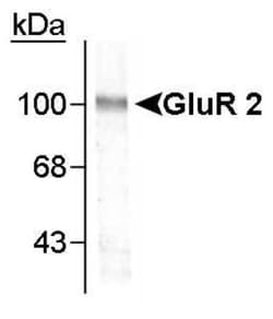 GluR2 Antibody, Novus Biologicals 0.1mL; Unlabeled:Antibodies, Polyclonal
