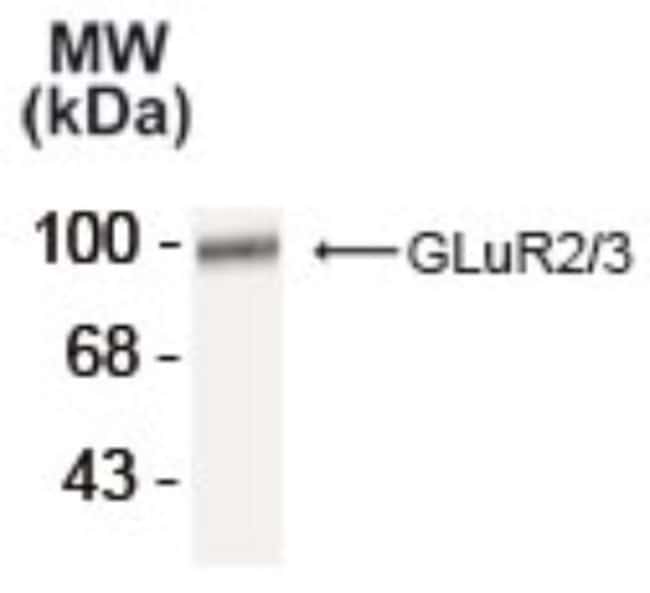 GluR2/3 Antibody 0.1mL; UnlabeledAntibodies, Polyclonal Fisher