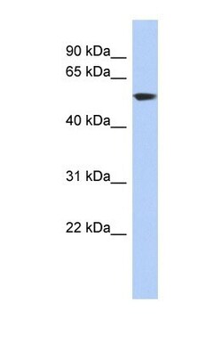 Glutamate Dehydrogenase Antibody, Novus Biologicals 0.05mg; Unlabeled:Antikörper