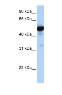 Glutamate Dehydrogenase Antibody, Novus Biologicals 0.05mg; Unlabeled:Antibodies,