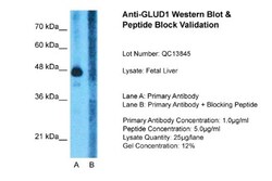Glutamate Dehydrogenase Antibody, Novus Biologicals 0.05mg; Unlabeled:Antibodies,