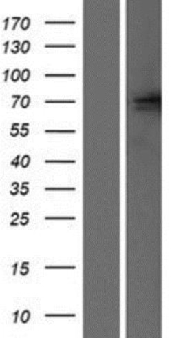 Novus Biologicals™ GluR5/GRIK1 Overexpression Lysate