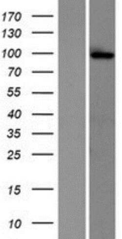 Novus Biologicals&trade;&nbsp;Glutamate Receptor 6 Overexpression Lysate