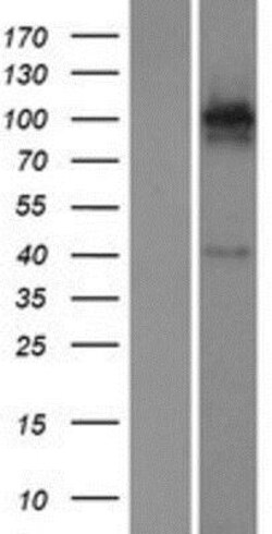 Novus Biologicals™ KA1/GRIK4/Glutamate Receptor KA1 Overexpression Lysate
