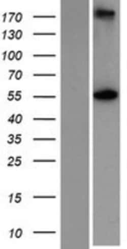 Novus Biologicals&trade;&nbsp;glutamine rich 2 Overexpression Lysate