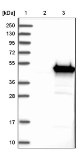 Glutamine Synthetase Antibody, Novus Biologicals 0.1mL; Unlabeled:Anticorps,