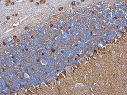 Glutamine Synthetase Antibody (1055), Novus Biologicals 0.1mL; Unlabeled:Antibodies,