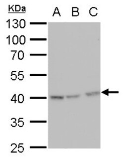 Glutamine Synthetase Antibody (1055), Novus Biologicals 0.1mL; Unlabeled:Antibodies,