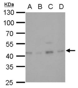 Glutamine Synthetase Antibody (1055), Novus Biologicals 0.1mL; Unlabeled:Antibodies,
