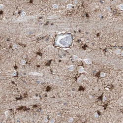 Glutamine Synthetase Antibody, Novus Biologicals 0.1mL; Unlabeled:Anticorps,