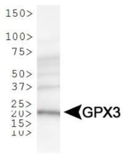 Glutathione Peroxidase 3/GPX3 Antibody, Novus Biologicals 0.1mL; Unlabeled:Antibodies,