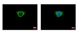 Glutathione S Transferase kappa 1 Antibody, Novus Biologicals 0.1mL; Unlabeled:Antibodies,