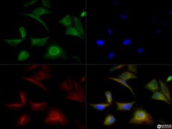 Glutathione Peroxidase 3/GPX3 Antibody, Novus Biologicals 0.1mL; Unlabeled:Antibodies,
