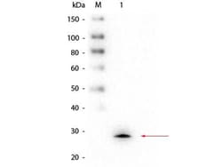Glutathione S-Transferase mu 1/GSTM1 Antibody (1H7.D8.G5), Novus Biologicals