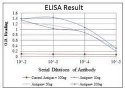 Glutathione S-Transferase pi 1/GSTP1 Antibody (3F2C2), Novus Biologicals