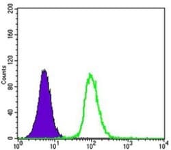 Glutathione S-Transferase pi 1/GSTP1 Antibody (3F2C2), Novus Biologicals